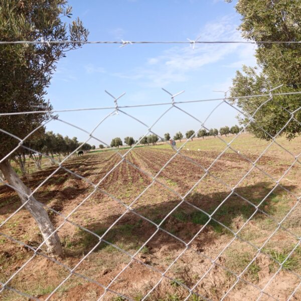 IMG-20250109-WA0029