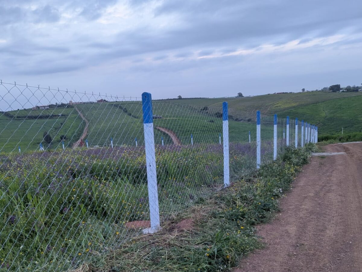 modèle grillage 2m | LassadaM Grillage